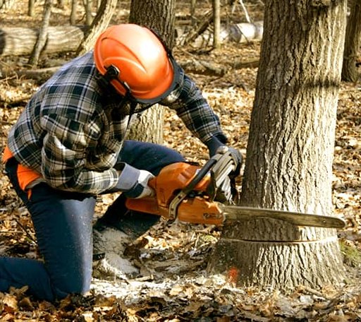 Tree Removal in Amsterdam, NY